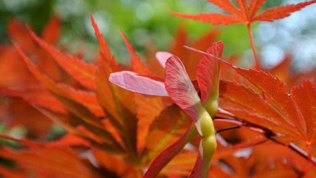 The difference between maple trees and sycamores