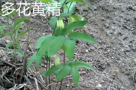 Potatiaceae Polygonatum