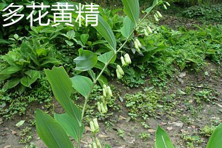 Potatiaceae Polygonatum