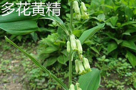 Potatiaceae Polygonatum