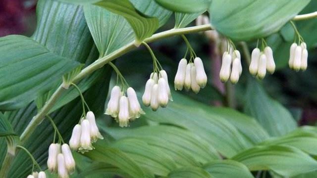 The Difference Between Polygonatum Polygonatum and Polygonatum