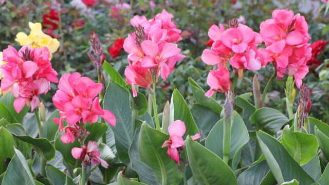 The difference between Canna grandiflora and Canna