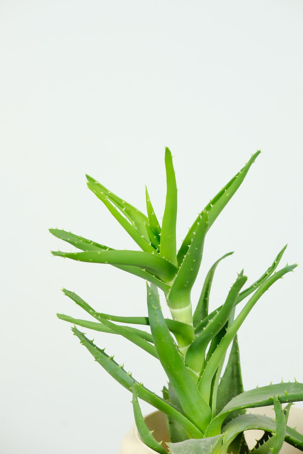 Aloe