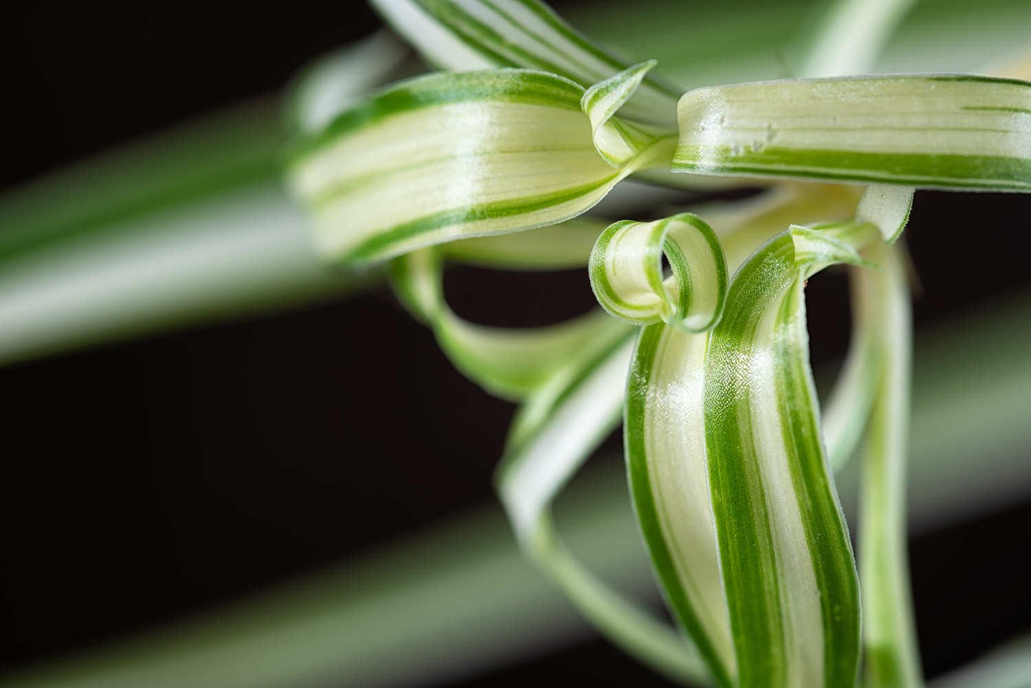 Chlorophytum