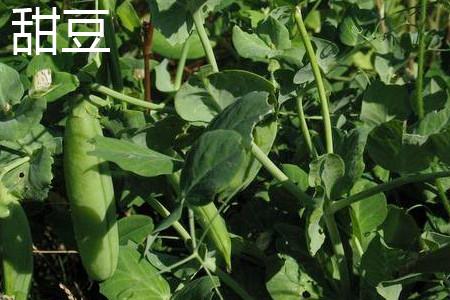 Sweet pea leaves