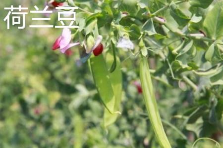 Snow peas