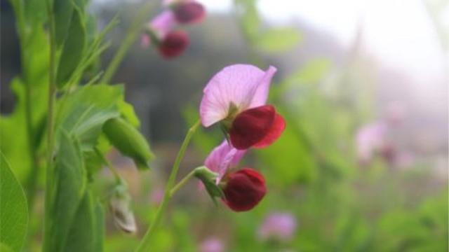 The difference between sweet peas and snow peas