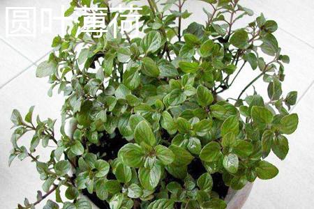 Round-leaf mint plant.jpg