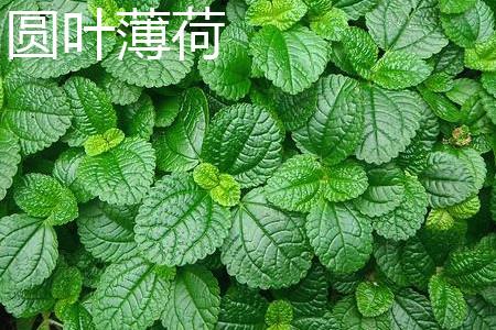 Round-leaf mint leaves.jpg