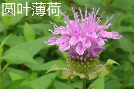 Round-leaf mint flower.jpg