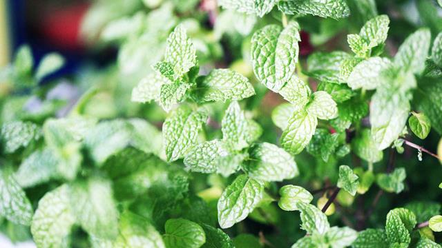 The difference between round-leaf mint and mint