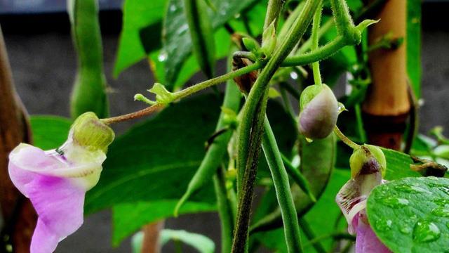 The difference between sweet beans and kidney beans