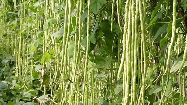 What is the difference between string beans and string beans