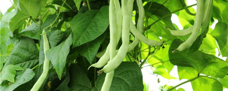 The difference between kidney beans and sword beans