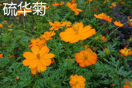 Sulfur Chrysanthemum