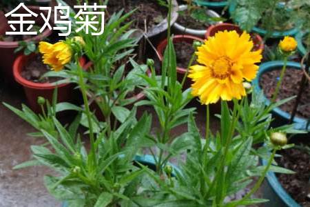 Sulfur Chrysanthemum