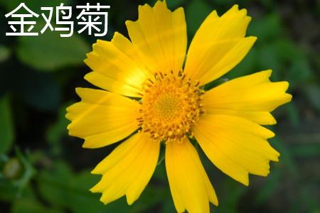 Coreopsis