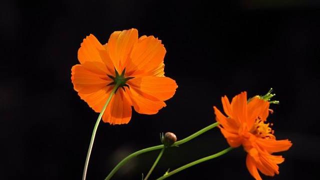 The difference between sulfur chrysanthemum and coreopsis