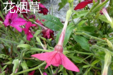 Tobacco flower