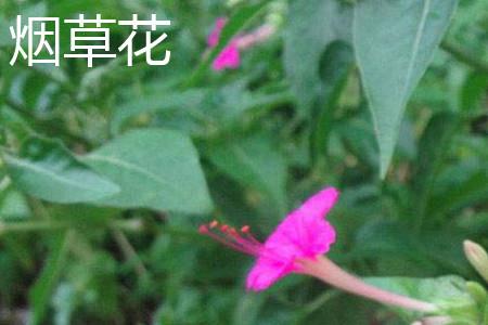 Tobacco Flower