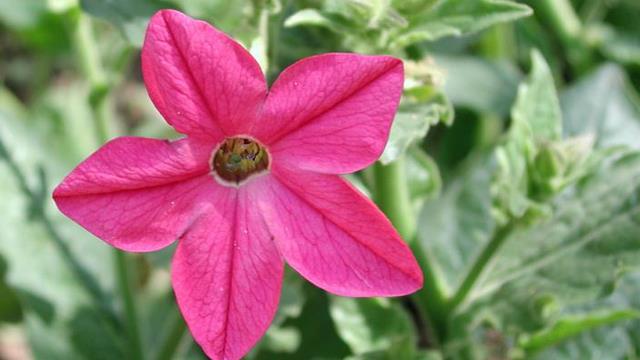 The difference between tobacco flowers and tobacco flowers