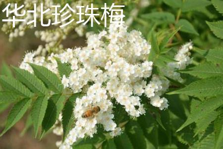 North China Pearl Plum