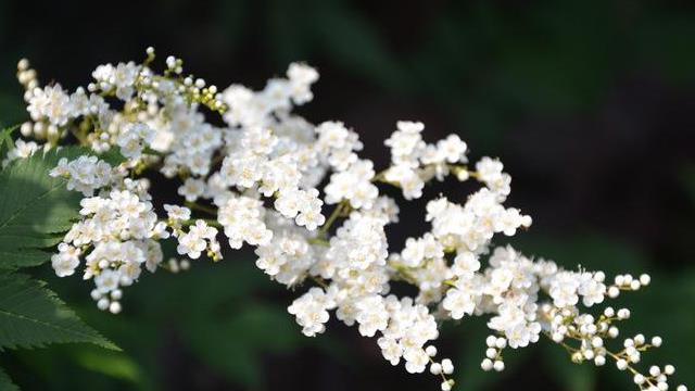 The difference between North China pearl plum and pearl plum