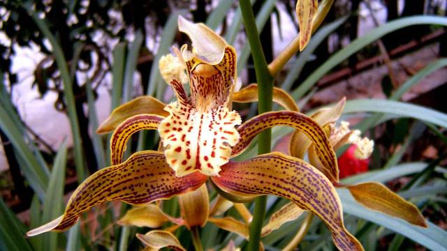 The difference between tiger head orchid and cymbidium