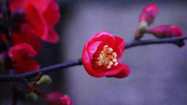 The difference between red plum and wintersweet