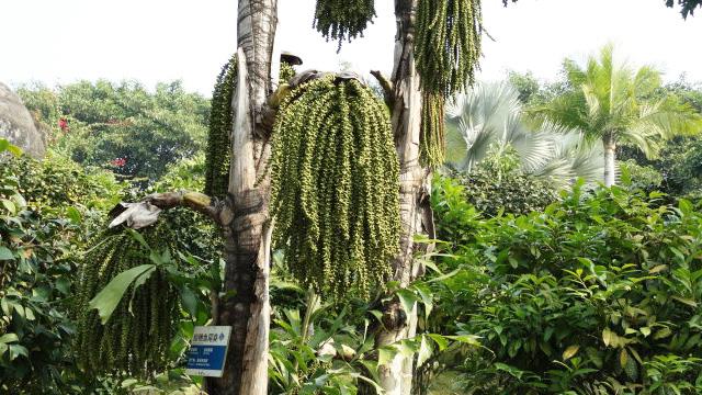 The difference between short-tasseled fishtail sunflower and fishtail sunflower