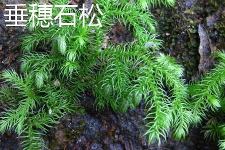 Lycophyte