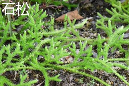 Lycopodium