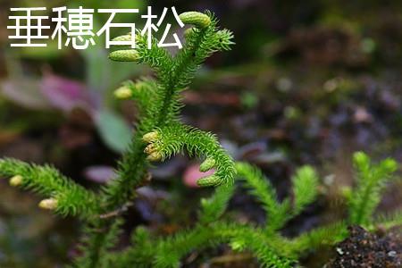 Lycopodium weeping