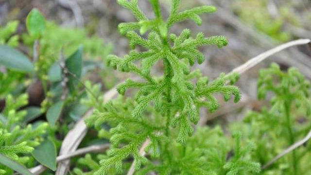 The difference between Lycopodium lucidum and Lycopodium lucidum