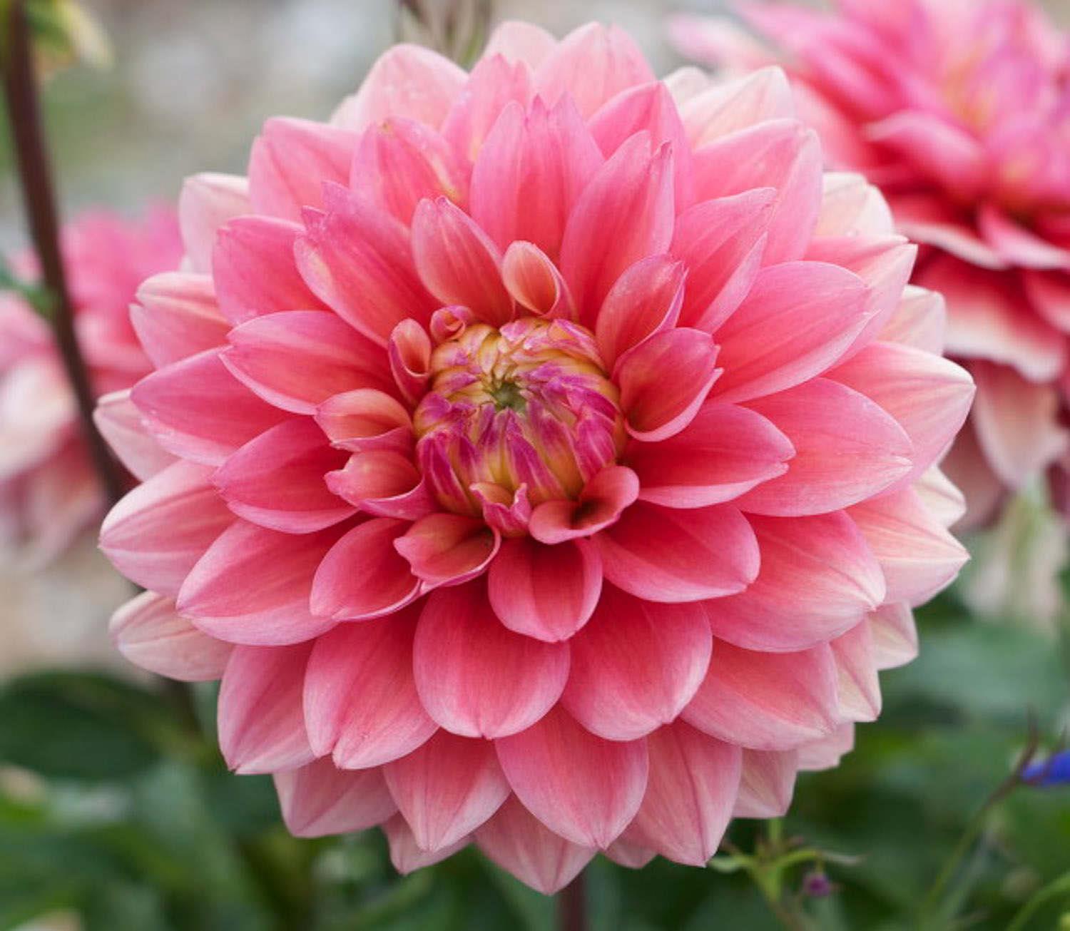 Dahlia