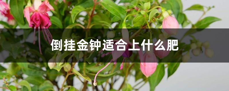 What kind of fertilizer is suitable for the Fuchsia