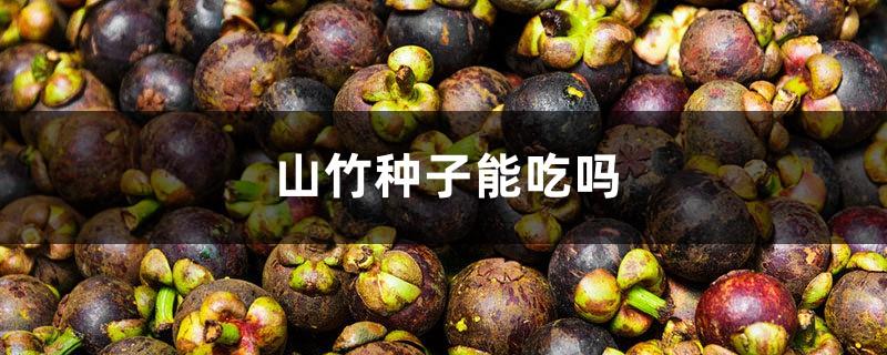 Can mangosteen seeds be eaten?