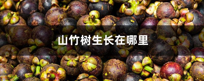 Where do mangosteen trees grow