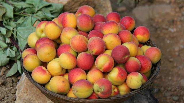 The difference between apricot plum and yellow peach