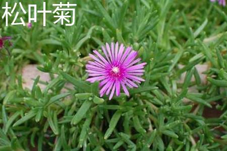 Pine leaf chrysanthemum