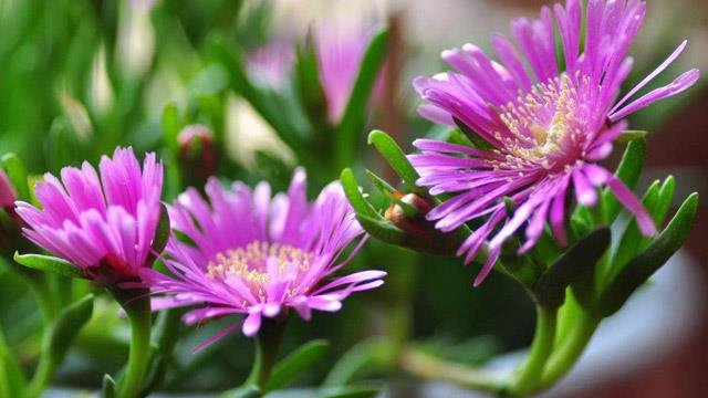 The difference between conifer chrysanthemums and sunflowers