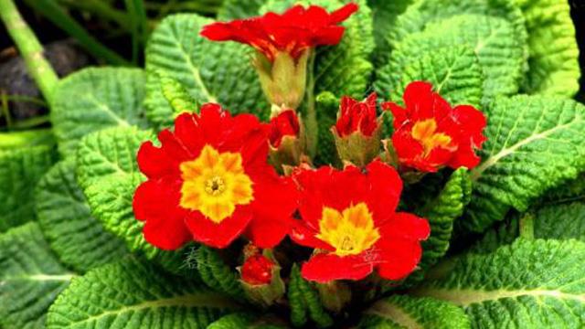 The difference between primula and primula