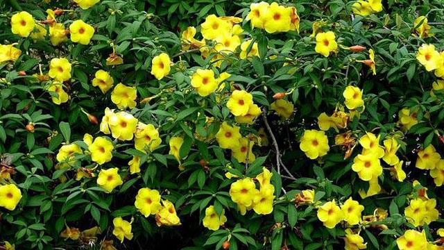 The difference between yellow cicada and soft-branch yellow Chan