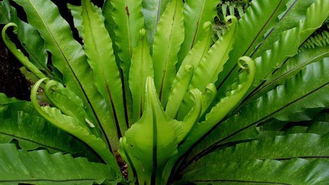 How to identify a nest fern