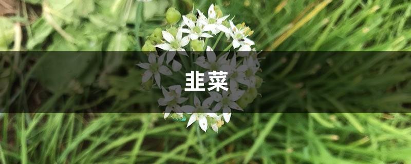 Grandma cut a handful of leeks at the neighbor's house and made dumplings for her grandson. After eating, she was immediately poisoned!