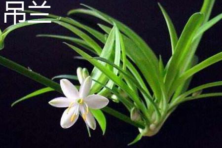 Chlorophytum