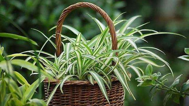 The difference between bluegrass and spider plant