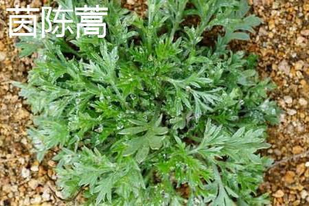 Artemisia wormwood