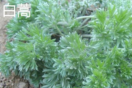 White Artemisia