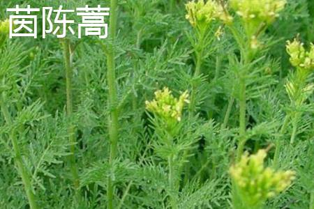 Artemisia wormwood.jpg